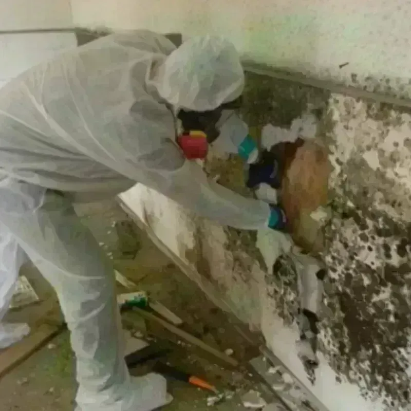 Mold Remediation and Removal in Fayetteville, AR